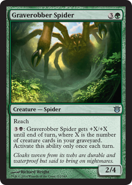 Graverobber Spider